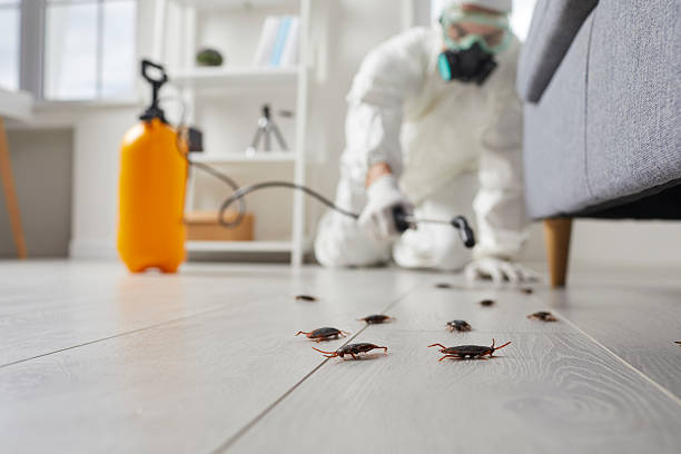 Post-Treatment Bed Bug Interceptor Monitoring in Poplar Bluff